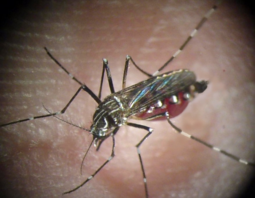 Aedes aegypti - Institut Pasteur