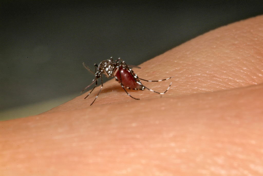 Aedes albopictus - Institut Pasteur