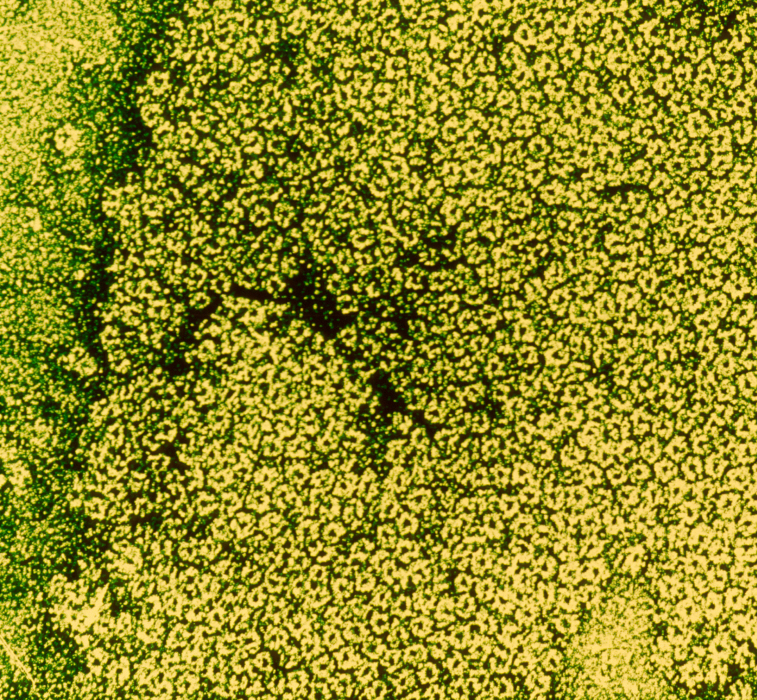 acetylcholine - institut pasteur
