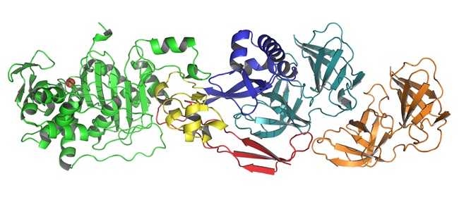 complexe PBP2-MreC - helicobacter pylori - Institut Pasteur