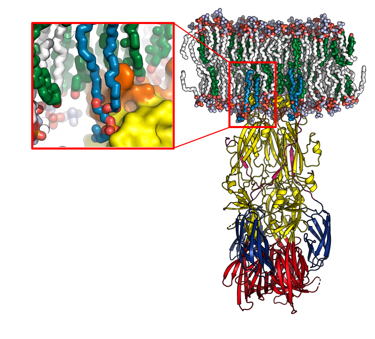 Virus de la fièvre de la Vallée du Rift : mise en évidence d’un mécanisme de l’infection - Institut Pasteur Virus de la fièvre de la Vallée du Rift : mise en évidence d’un mécanisme de l’infection - Institut Pasteur