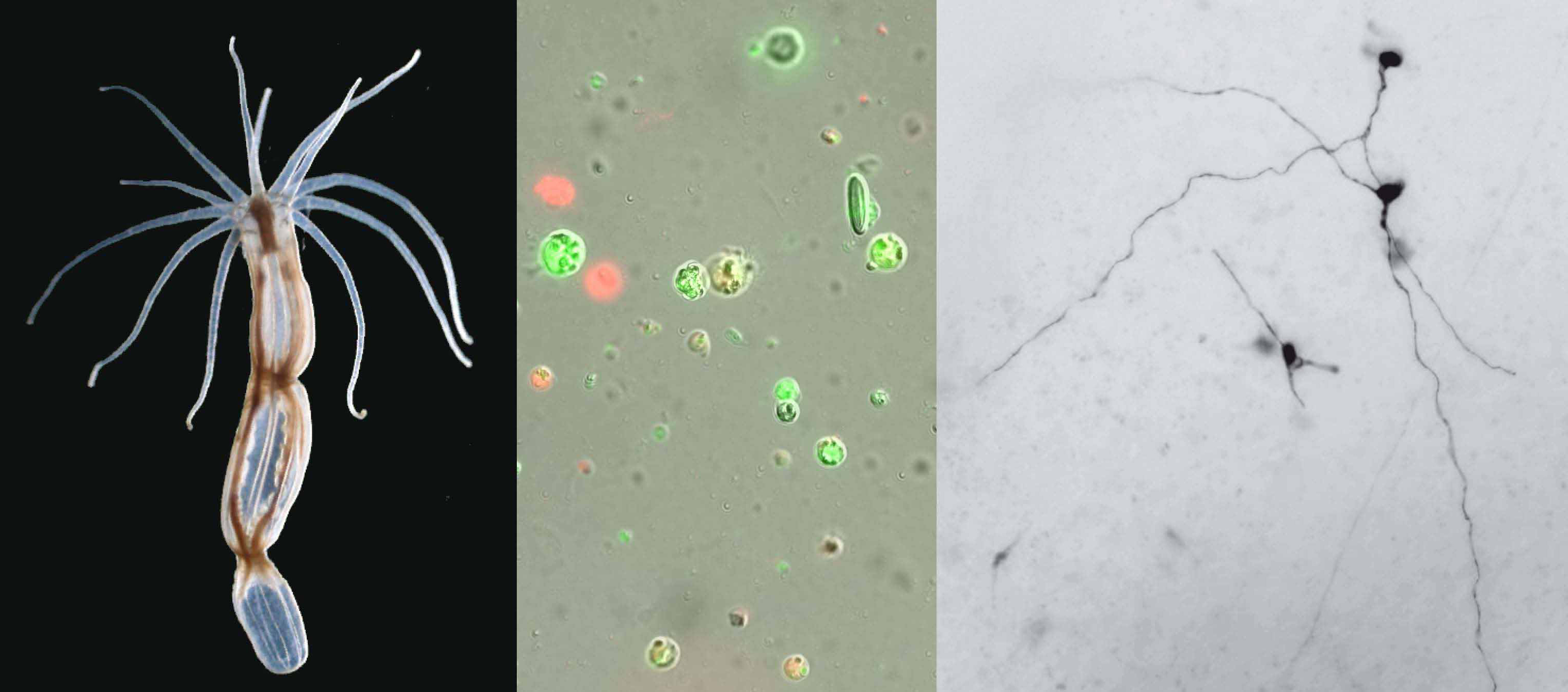 L’anémone de mer, un animal qui cache bien sa complexité L’anémone de mer, un animal qui cache bien sa complexité