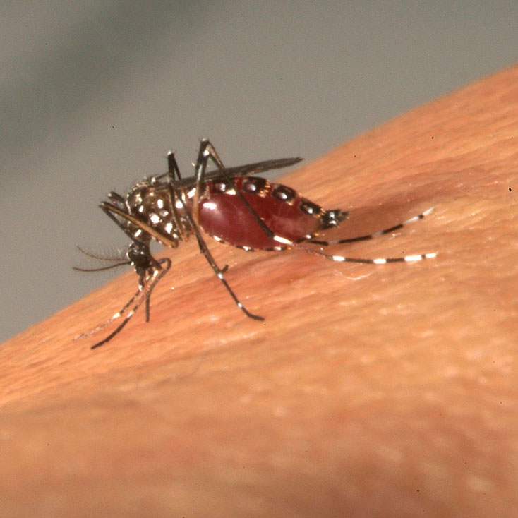 Moustique Aedes albopictus