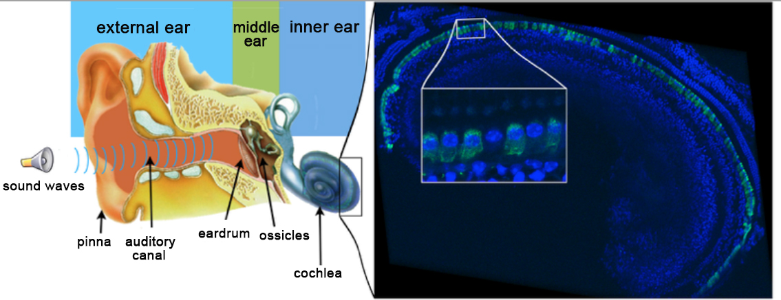 Oreille humaine anglais