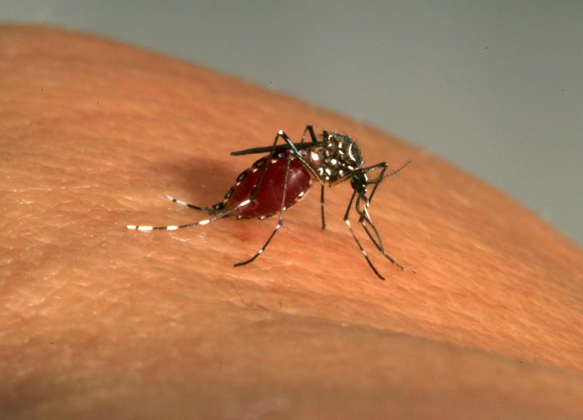 Aedes Aegypti - Institut Pasteur Aedes Aegypti - Institut Pasteur