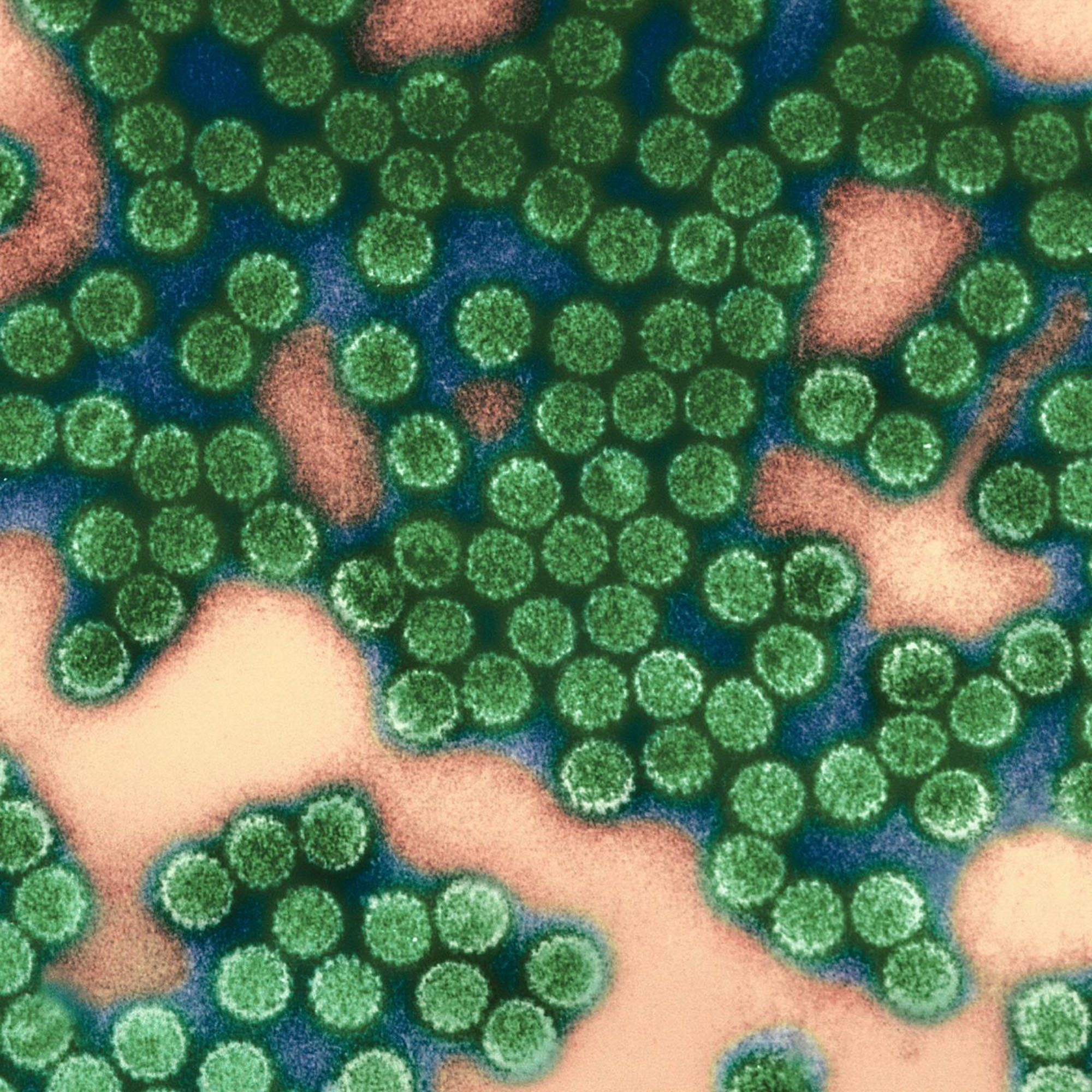 Papillomavirus - Institut Pasteur Papillomavirus - Institut Pasteur