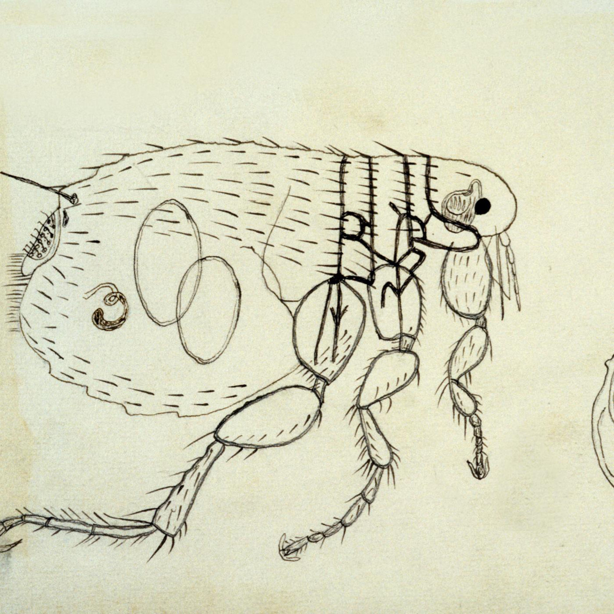 Puce, vecteur de l'agent de la peste. Dessin de Paul Louis Simond - Institut Pasteur Puce, vecteur de l'agent de la peste. Dessin de Paul Louis Simond - Institut Pasteur