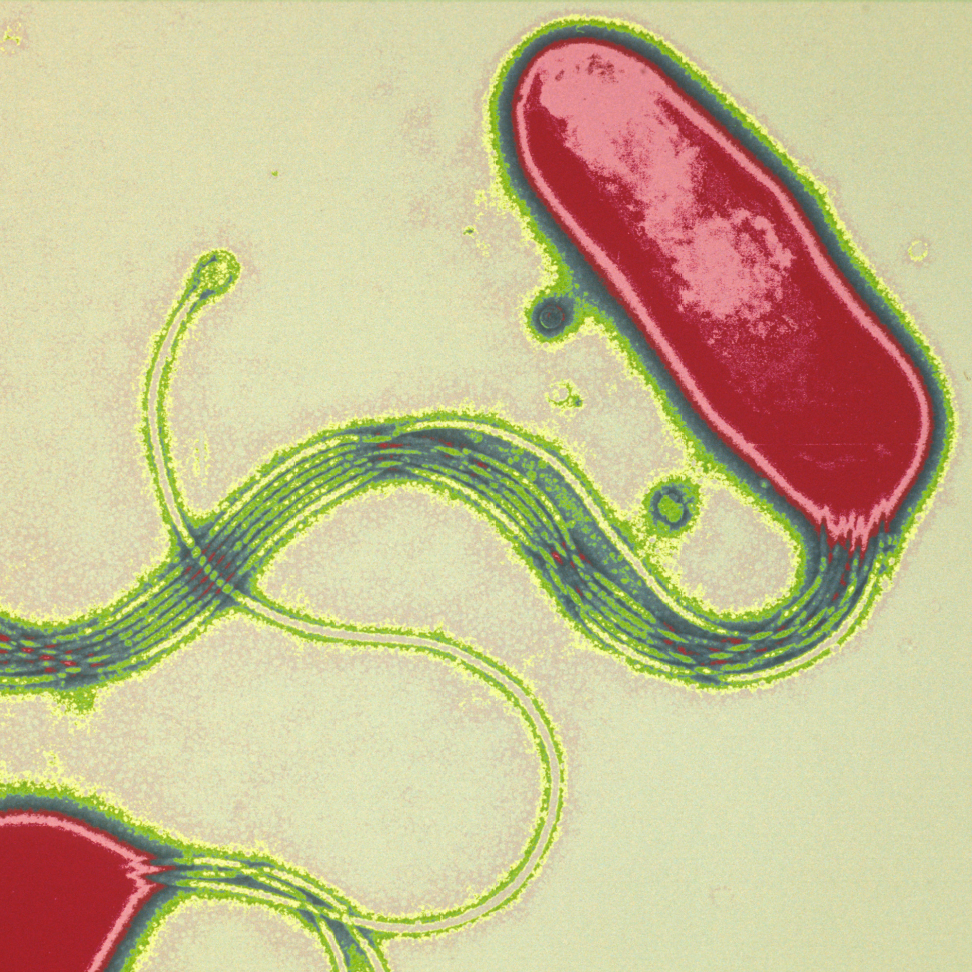 Helicobacter pylori - Institut Pasteur Helicobacter pylori - Institut Pasteur