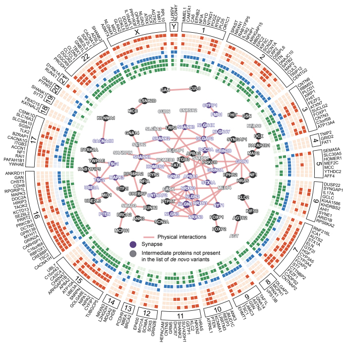 Autisme_Cartographie_genes_InstitutPasteur