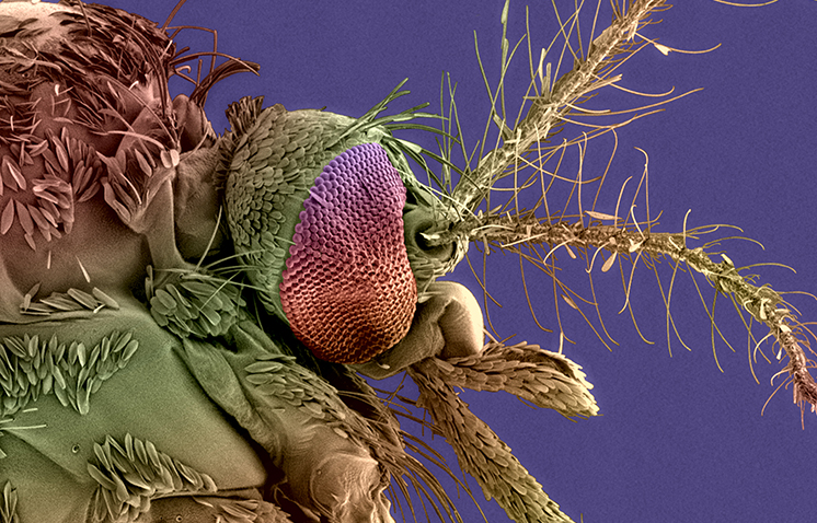 Antimicrobial resistance - Institut Pasteur Antimicrobial resistance - Institut Pasteur
