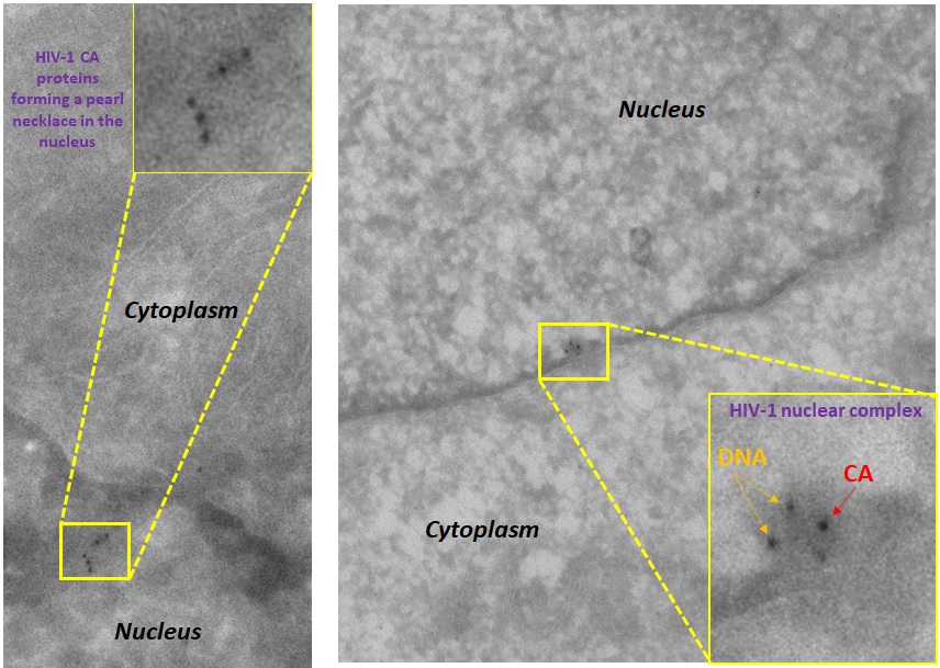 Complexes nucleaires viraux - Institut Pasteur Complexes nucleaires viraux - Institut Pasteur