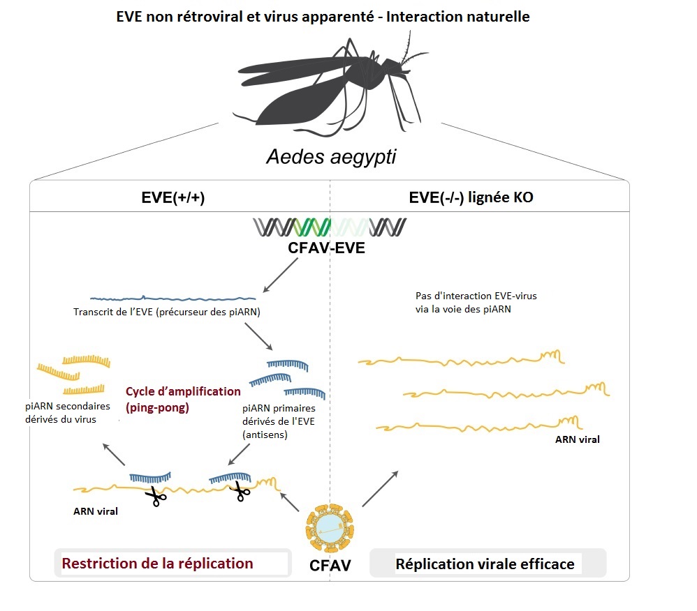 EVE - Aedes aegypti - Institut Pasteur