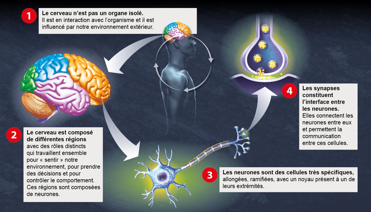 Cerveau - Institut Pasteur