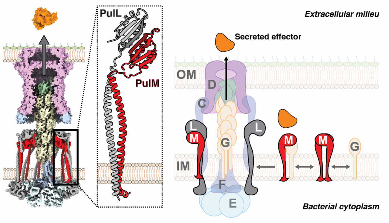 Modèle d'interaction de PulL-PulM dans le système de sécrétion de type 2 Modèle d'interaction de PulL-PulM dans le système de sécrétion de type 2