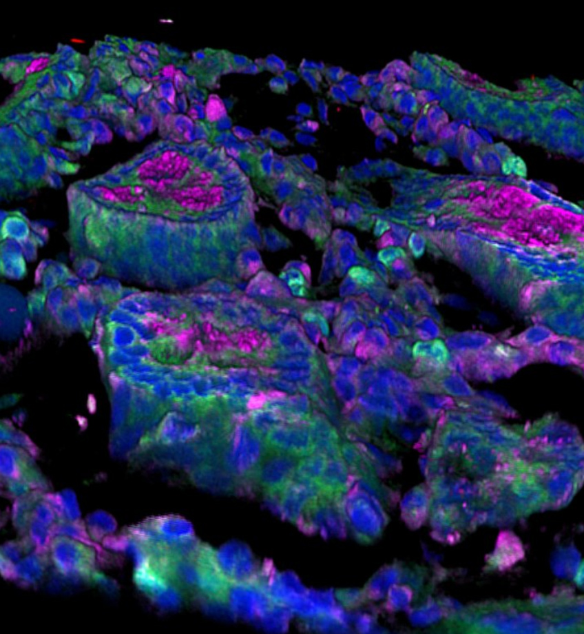 Cellules intestinales produisant une cytokine, qui protège contre le SIDA le singe vert africain infecté par le SIV. Crédit&nbsp;:Institut Pasteur/Nicolas Huot