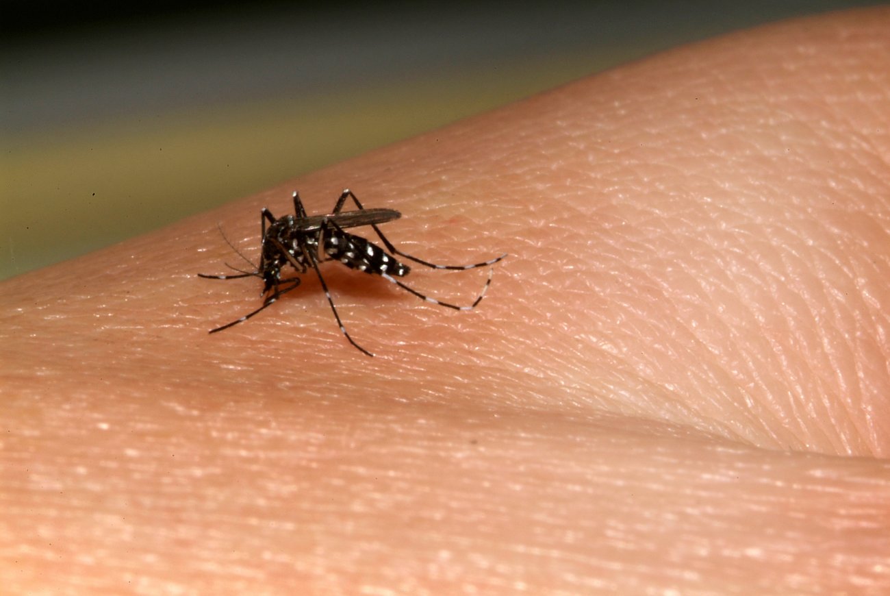 repas de sang moustique tigre © Institut Pasteur