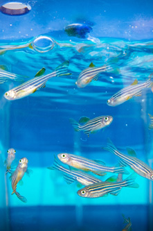 © François Gardy, Institut Pasteur Poisson de laboratoire, zebra fish
