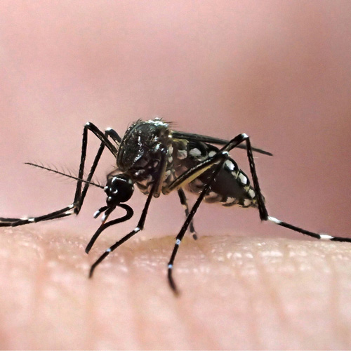 Institut Pasteur de la Guyane - photo Pascal Gaborit Aedes aegypti, principal vecteur de la dengue, du Zika et de la fièvre jaune