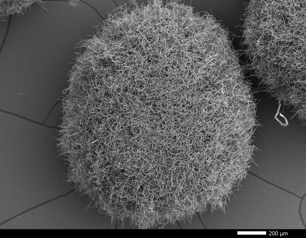 Masse d'hyphes d'Aspergillus fumigatus