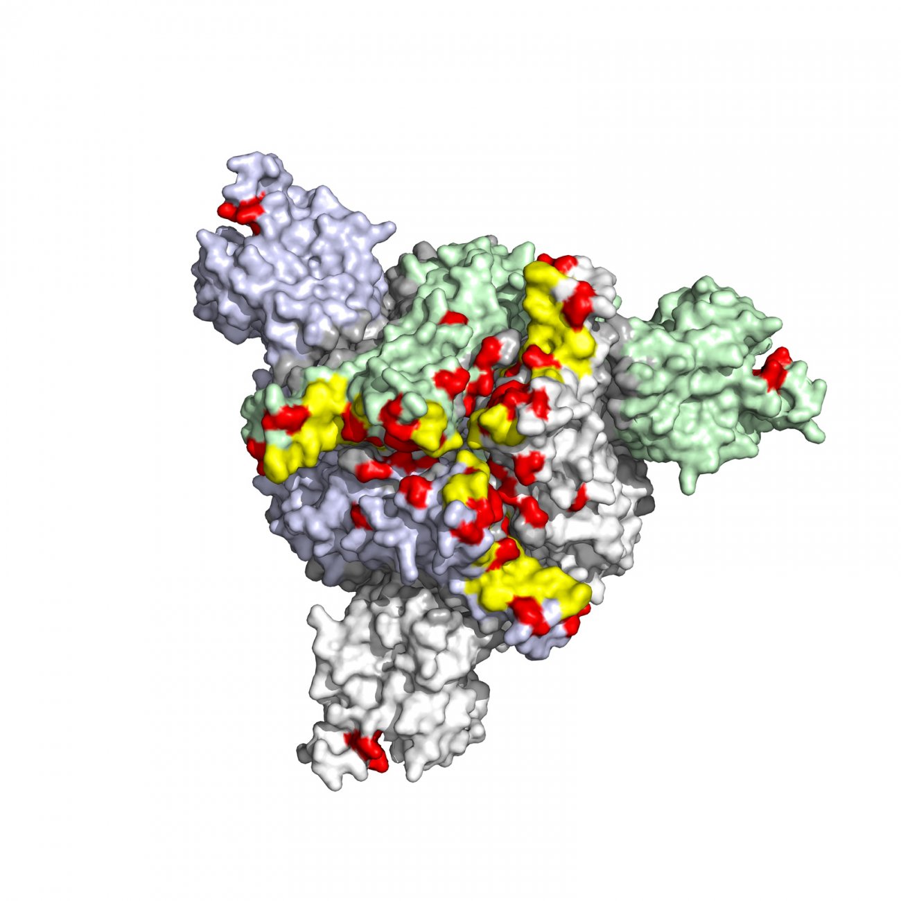 Visualisation en 3D des mutations de la Spike du variant Omicron