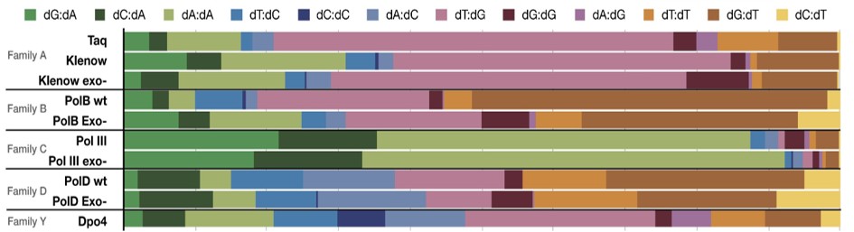 Taux d'erreur et profils de l'ADN polymérase.