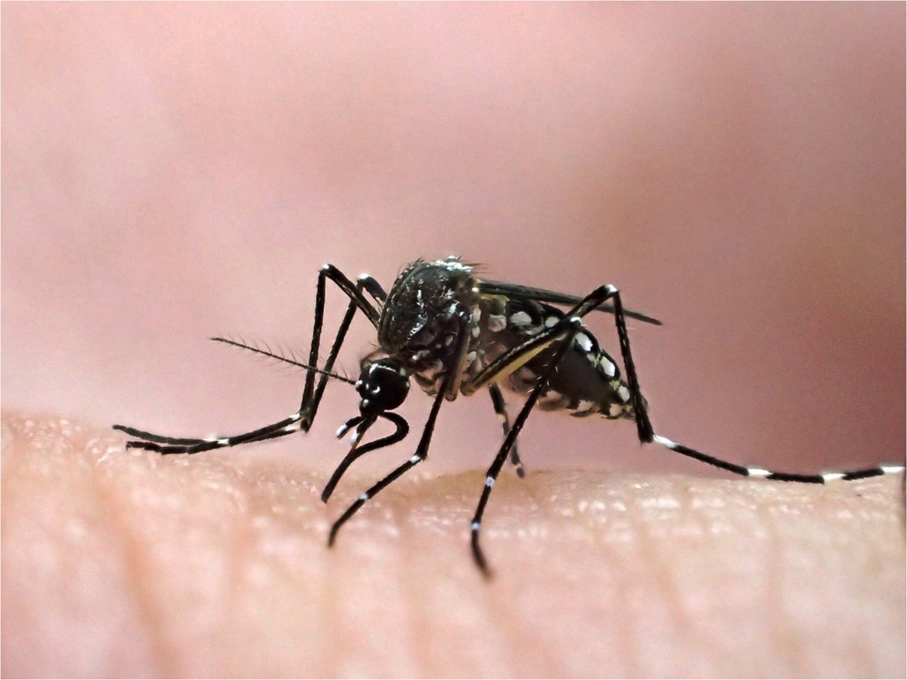 Femelle d'Aedes aegypti, élevée au Vectopôle de l'Institut Pasteur de la Guyane Femelle d'Aedes aegypti, élevée au Vectopôle de l'Institut Pasteur de la Guyane