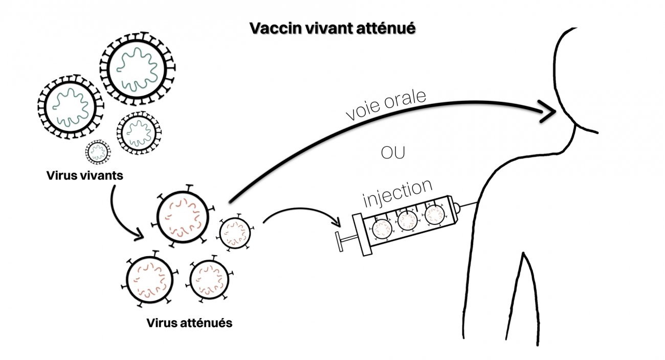 principe vaccin vivant atténué principe vaccin vivant atténué