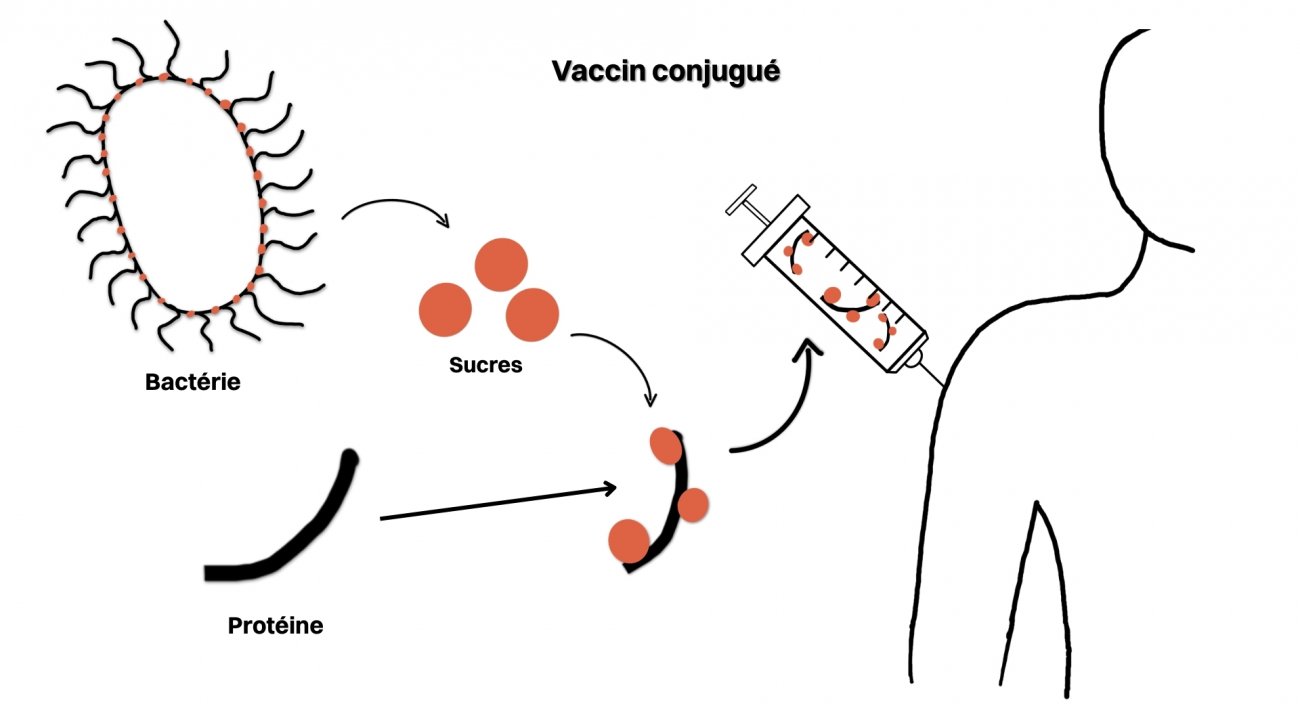 principe vaccin conjugué principe vaccin conjugué