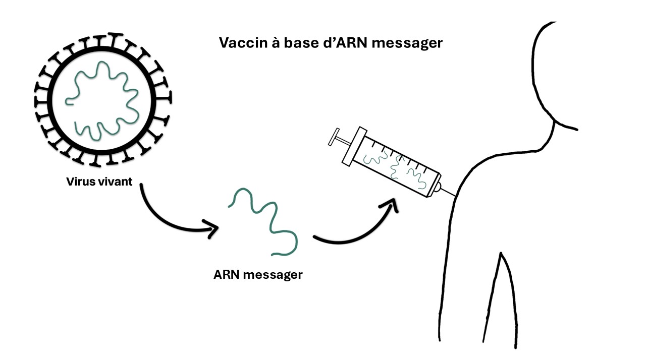 principe vaccin ARN messager principe vaccin ARN messager