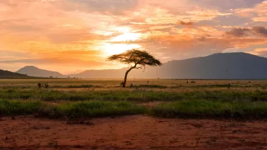 paysage africain de savane