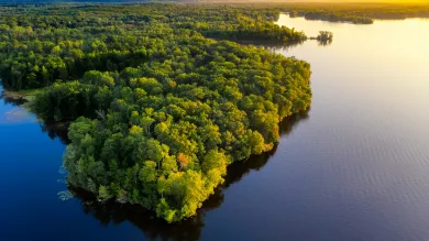 foret amazonienne
