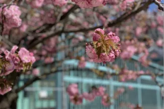 Cherry blossom and Pasteur Glasshouse