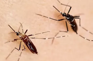 Moustiques Aedes aegypti - Aedes aegypti mosquitoes.
