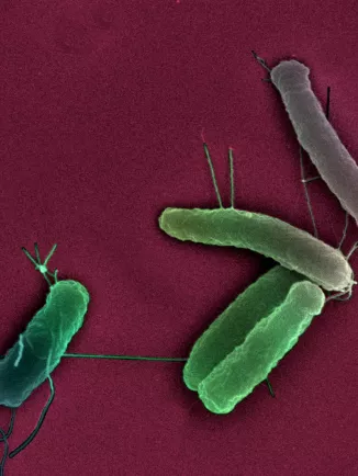 Bactéries Escherichia coli en microscopie electronique à balayage