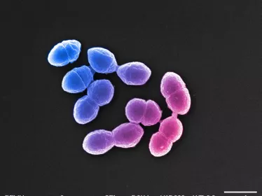 Enterococcus hirae - Institut Pasteur