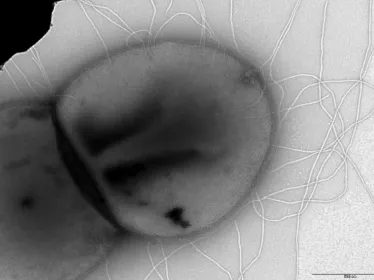 Archaea - Institut Pasteur
