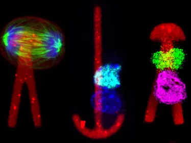 Département Biologie du développement et cellules souches - Institut Pasteur