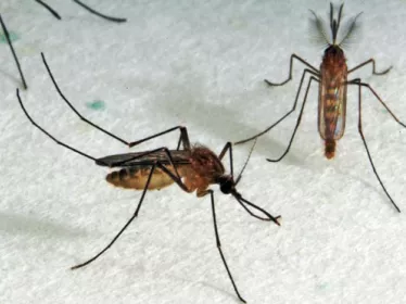 Institut Pasteur - Journal de la Recherche - Zika