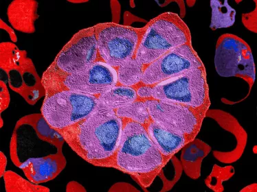 Parasite Plasmodium falciparum Institut Pasteur