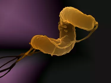 Helicobacter pylori - Institut Pasteur