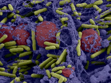 Microbiologie - Institut Pasteur