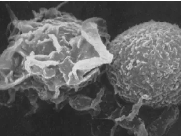Innate immunity MOOC Institut Pasteur