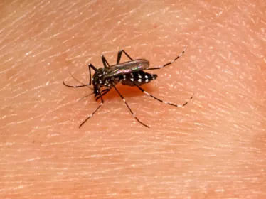 Aedes albopictus - Institut Pasteur