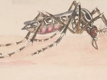 Stegomyia fasciata (Aedes aegypti) - Institut Pasteur