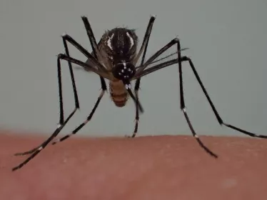 Aedes - Institut Pasteur