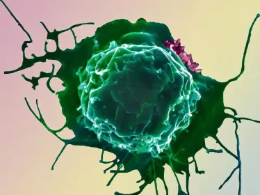 Biofilm HTLV-1 - Institut Pasteur 