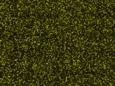 La microfluidique analyse le système immunitaire - Institut Pasteur