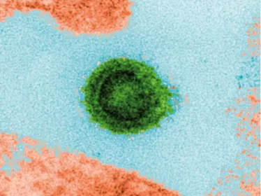 Dengue : comprendre les mécanismes permettant de ne pas développer les symptômes suite à une infection
