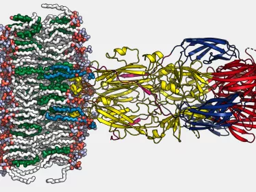 Virus de la fièvre de la Vallée du Rift : mise en évidence d’un mécanisme de l’infection - Institut Pasteur