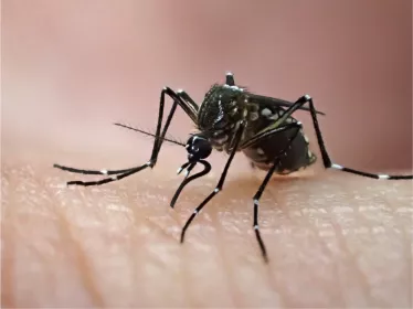 Femelle d'Aedes aegypti, élevée au Vectopôle de l'Institut Pasteur de la Guyane